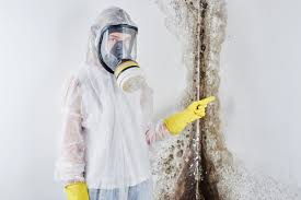 Best Environmental Consulting for Mold Prevention  in La Vernia, TX